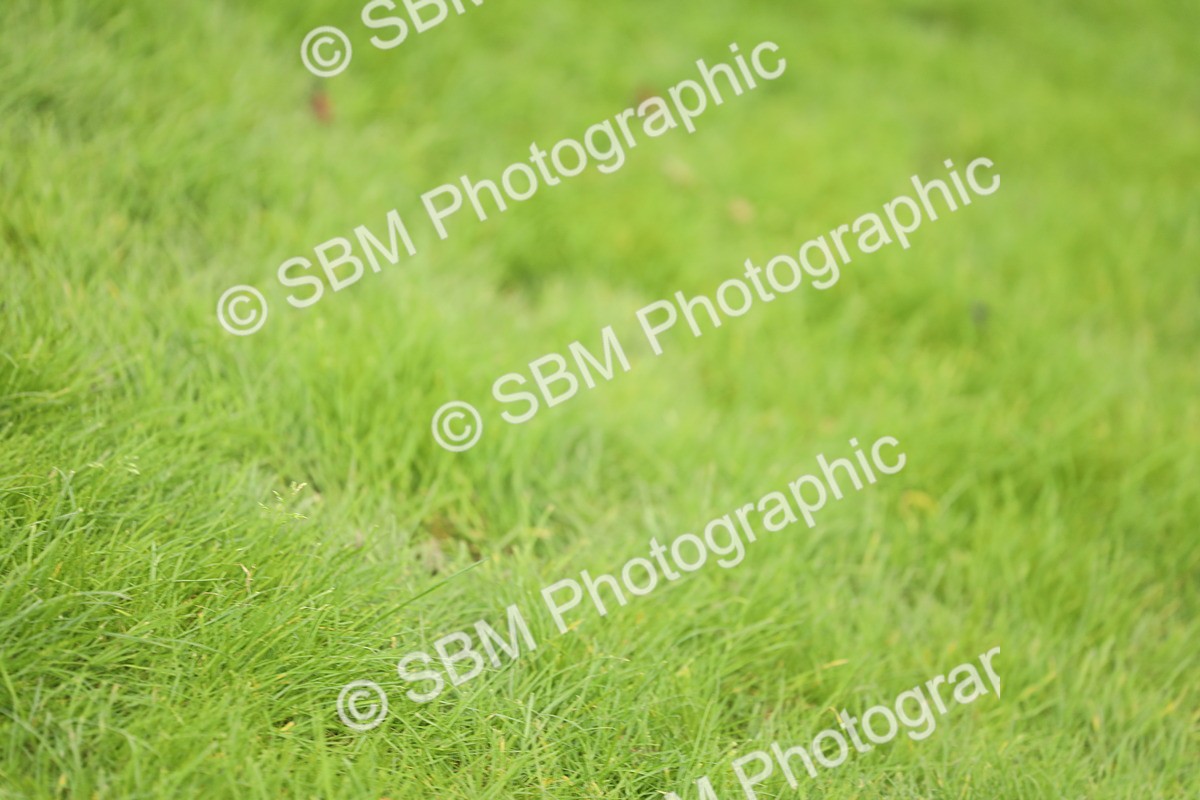 SBM_44707 - S31 - Working Hunter Pony