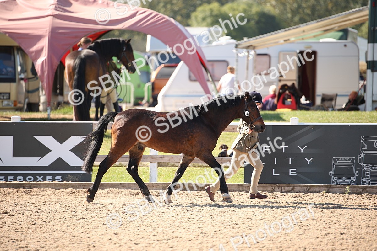 SBM_02672 - Class 16 IH M&M Wildcard