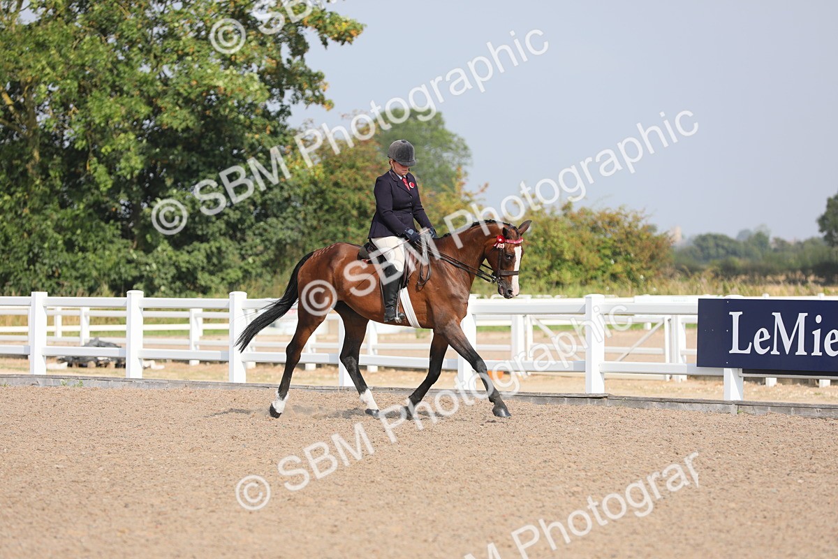 SBM_11340 - Class 305 Ridden Foreign Breeds- Pure Bred