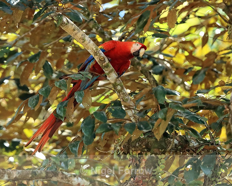 Scarlet Macaw perched in tree, Costa Rica - Scarlet Macaw