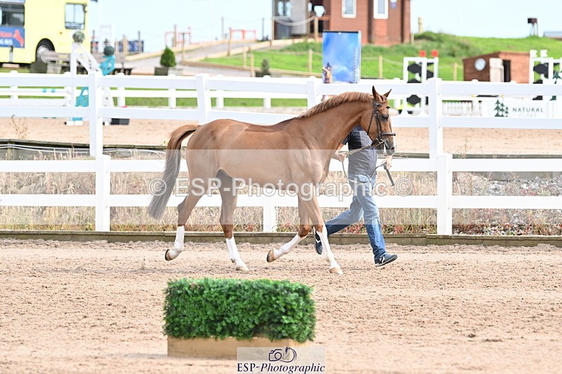 240717A-165421-03534 - Trot Up 4pm to 5pm