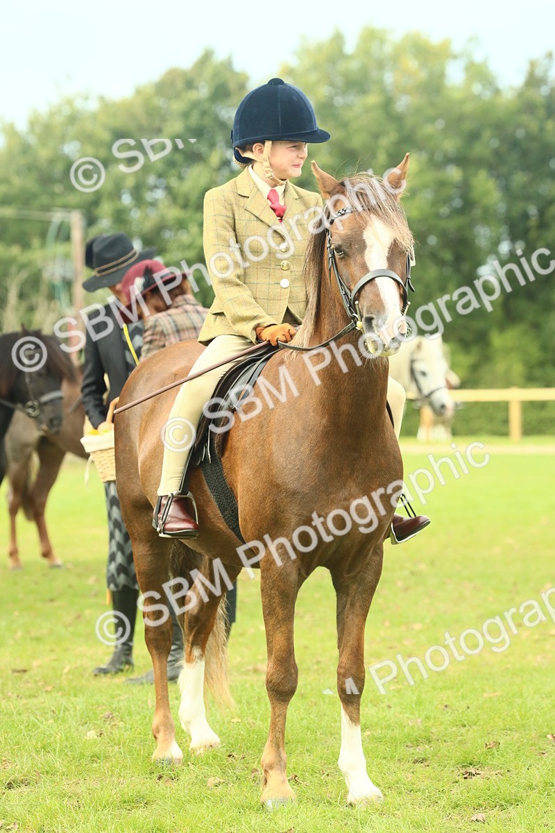 SBM_70003 - S59 - Mountain & Moorland Ridden Small Breeds