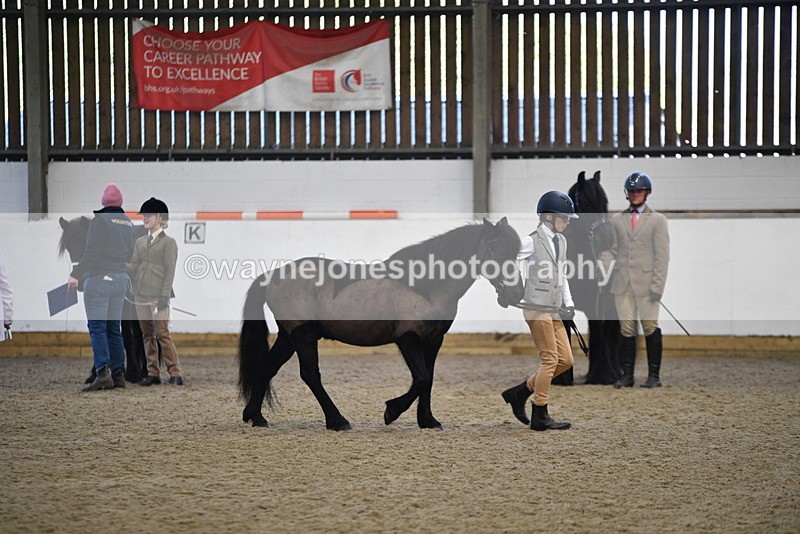 WJ5_4188 - Class 6 In hand M&M - Large Breeds