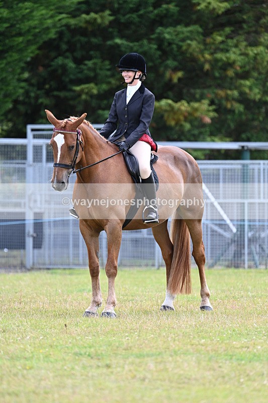 WJ7_8504 - Class 7  Riding Club Show Horse