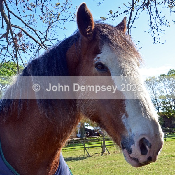 Rachel's Horses 14 - Animals