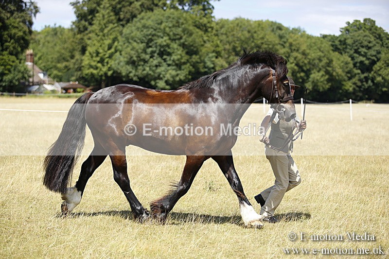 _C7A0058 - BVRC Sow 2018 Ring 2