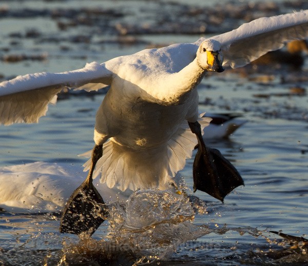 WHOOPER SWAN - WHOOPER SWANS
