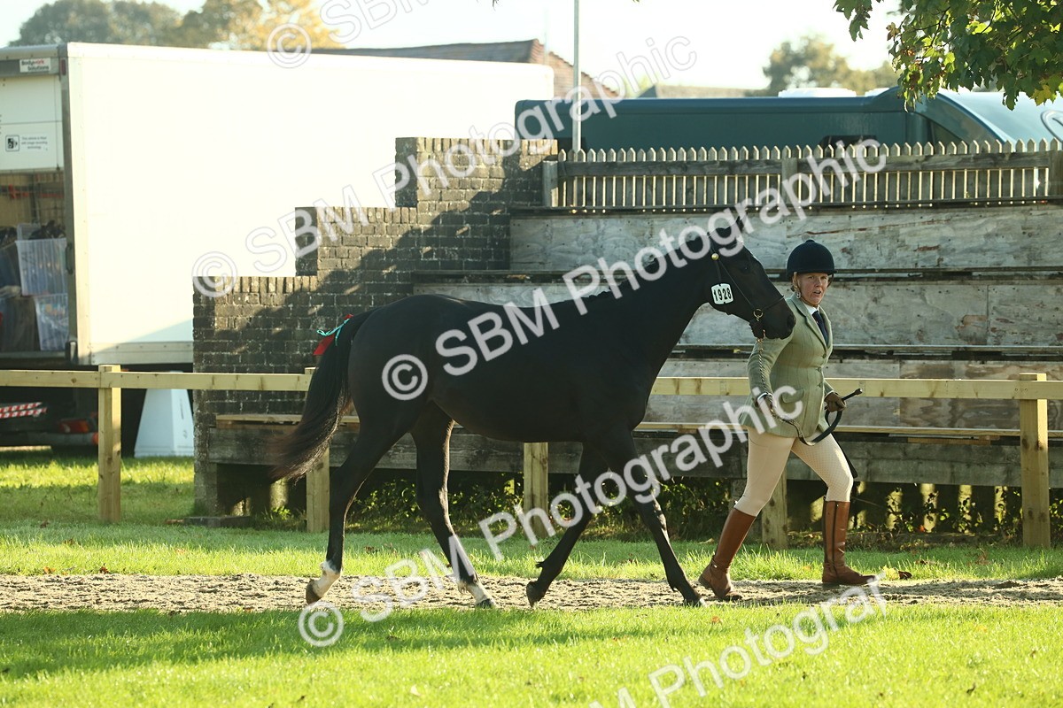 SBM_58538 - S37 - Starters In Hand Showing