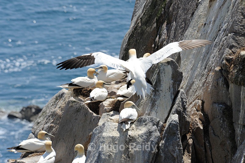  - Saltee Islands Birdlife