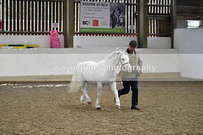 WJ5_5340 - Class 4 In hand M&M - small breeds