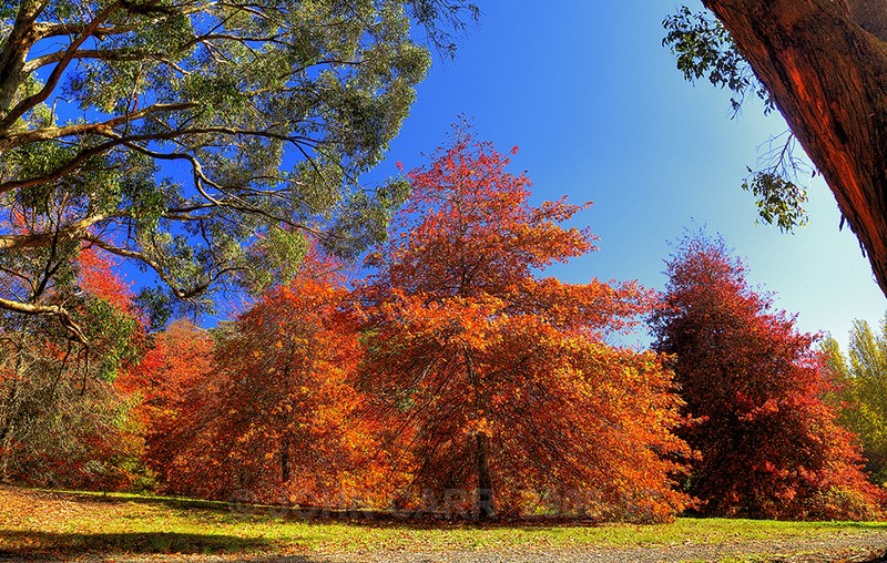 Three Red Trees-HDR - TREES, FLOWERS AND PLANT PHOTOS