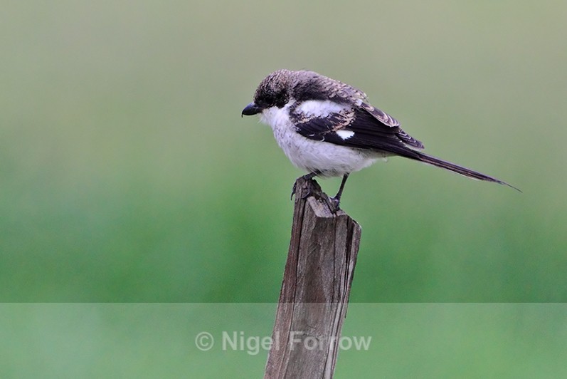 Common Fiscal (juvenile) perched on a fence post at Kenana Farm, Kenya - Common Fiscal