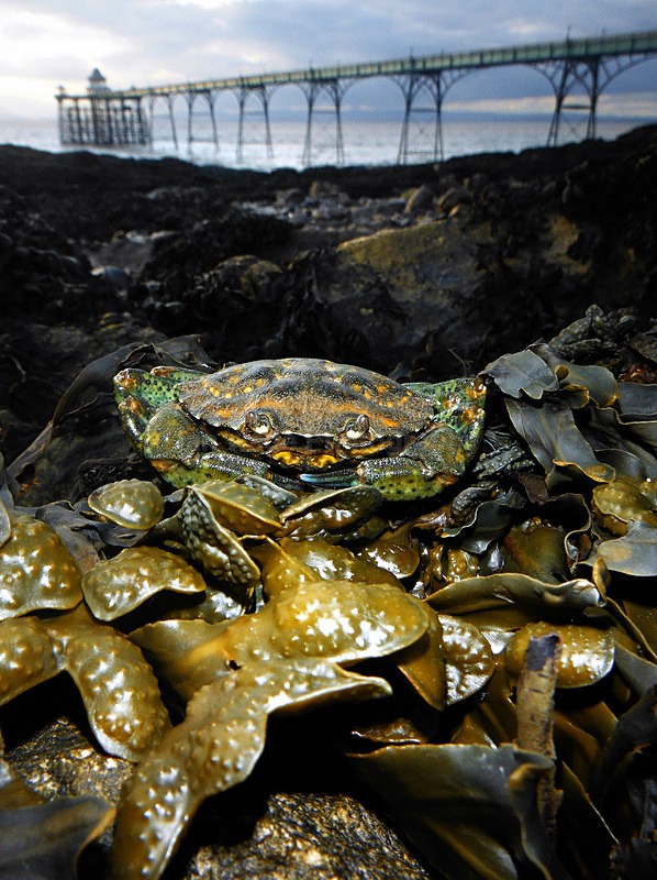 - Coastal Wildlife, Great Britain