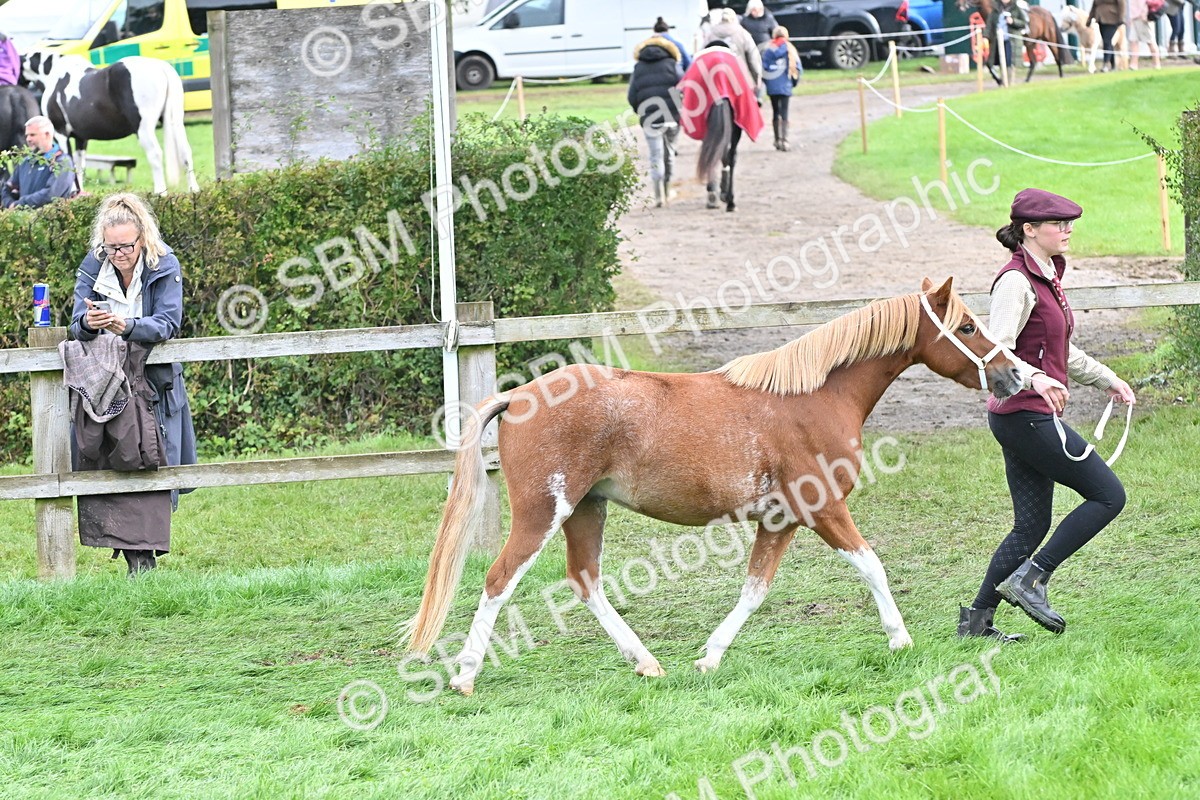 SBM_56927 - S45 - Coloured Pony In Hand