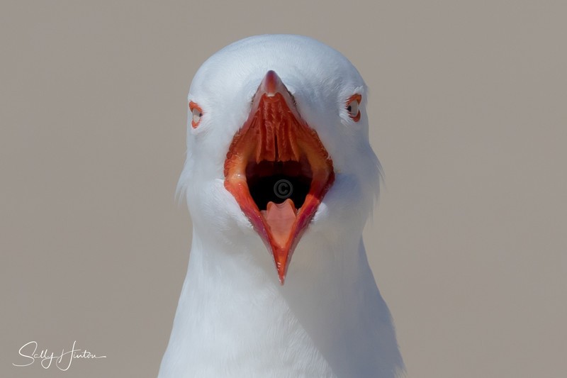 Gull Squark 3