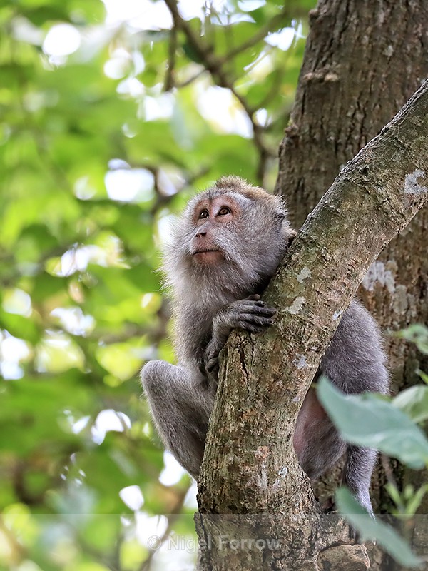 Crab-eating Macaque looks up, Ubud Monkey Forest, Bali - Monkey