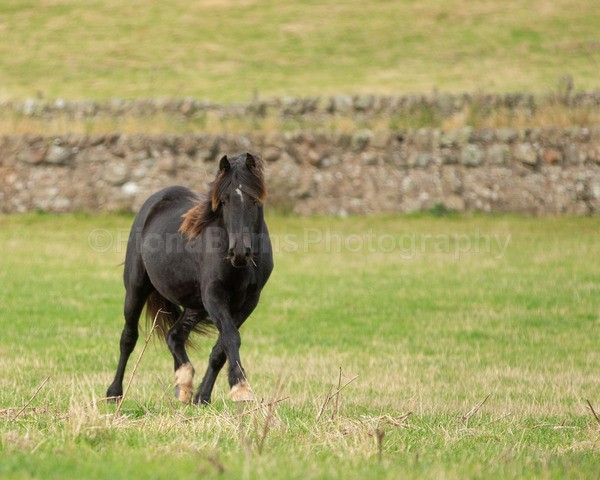 Dionne-288 - DGClydesdales