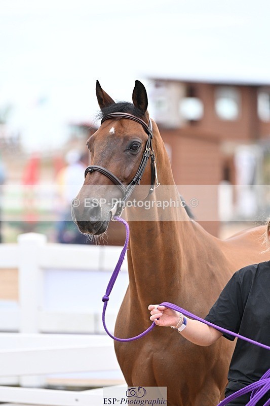 250716-140346-00883 - Trot Up 1.30 to 2.30