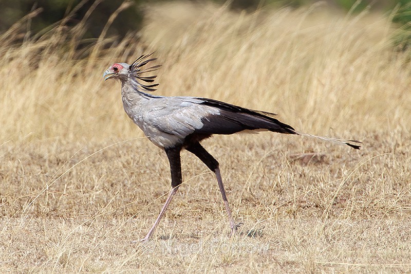 Secretarybird walking in short grass in the Masai Mara - Secretarybird