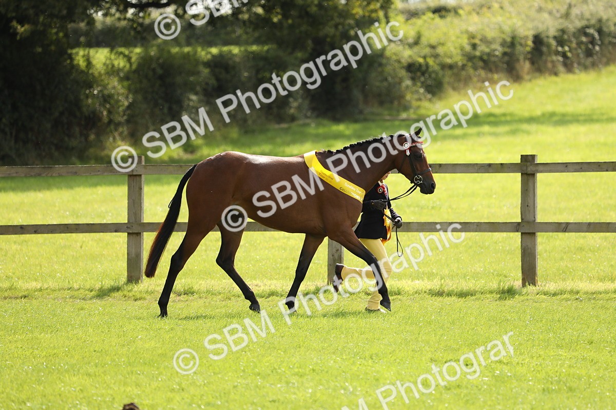 SBM_65642 - S48 - Show Pony & Show Hunter Pony In Hand