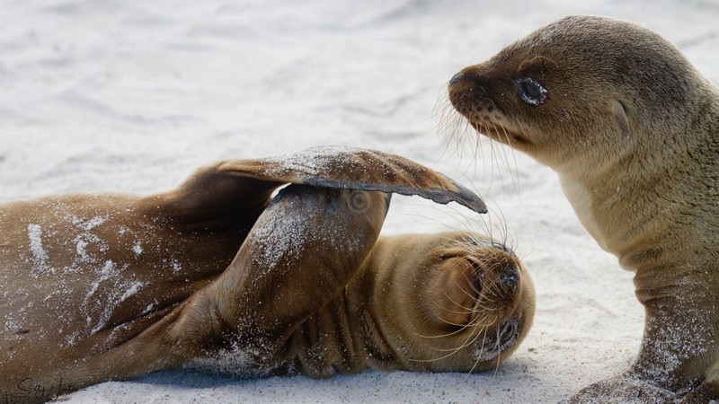 Sealion Pups playing
