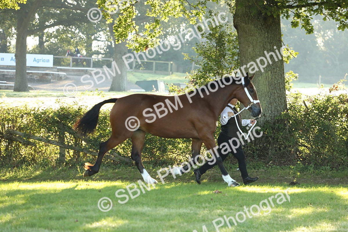 SBM_57944 - S42 - Youngstock