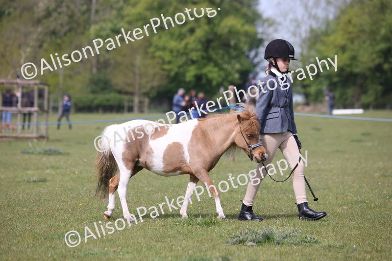 20260426-3128 - Class 26 - Shetland Ponies and Minitures