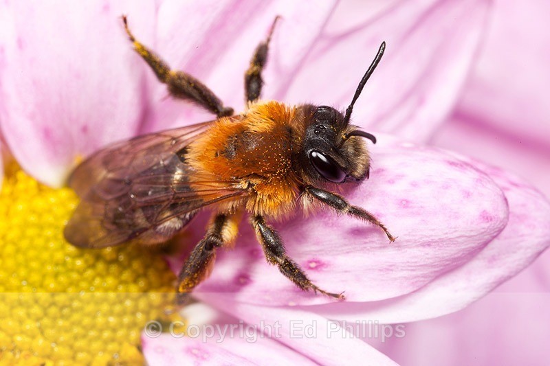 Andrena nitida (f) - Andrena nitida