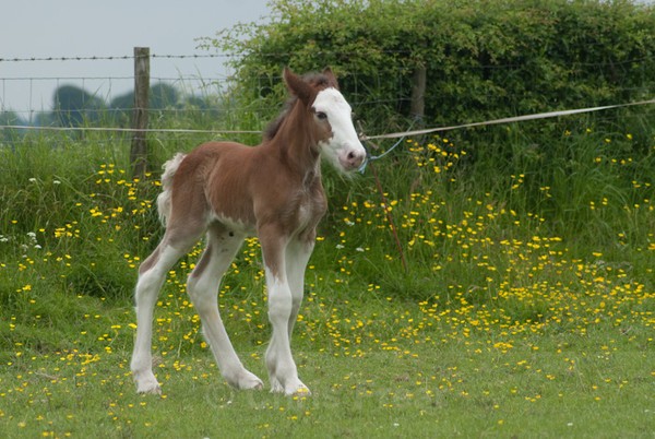 ryecroft-18 - Clydesdales 2013 Include Foals