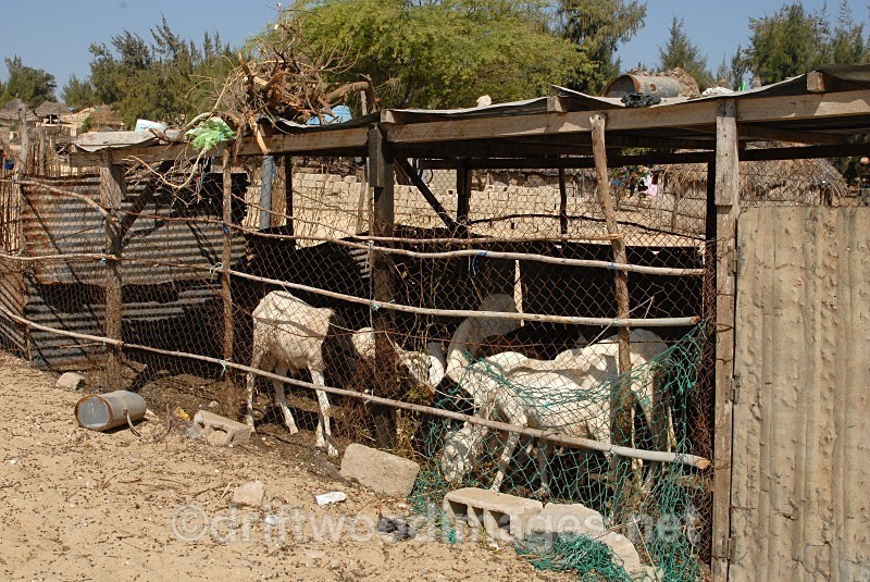Senegal Fulani village goats in pen - Senegal Fulani Village