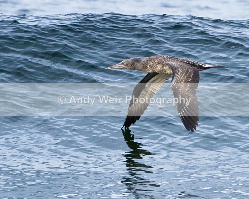 20101025_2696 - Gannets