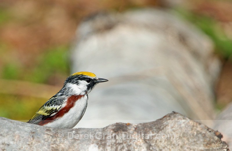 Chestnut-sided Warbler (m) - Birds of Atlantic Canada