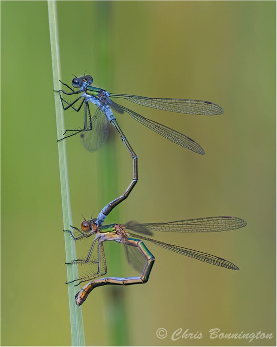Emerald Damselflies - Wee Beasties