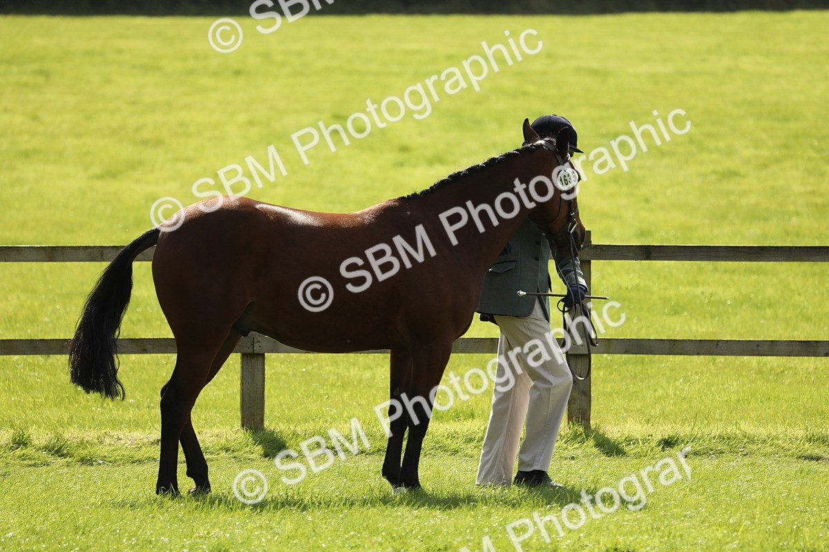 SBM_65601 - S48 - Show Pony & Show Hunter Pony In Hand