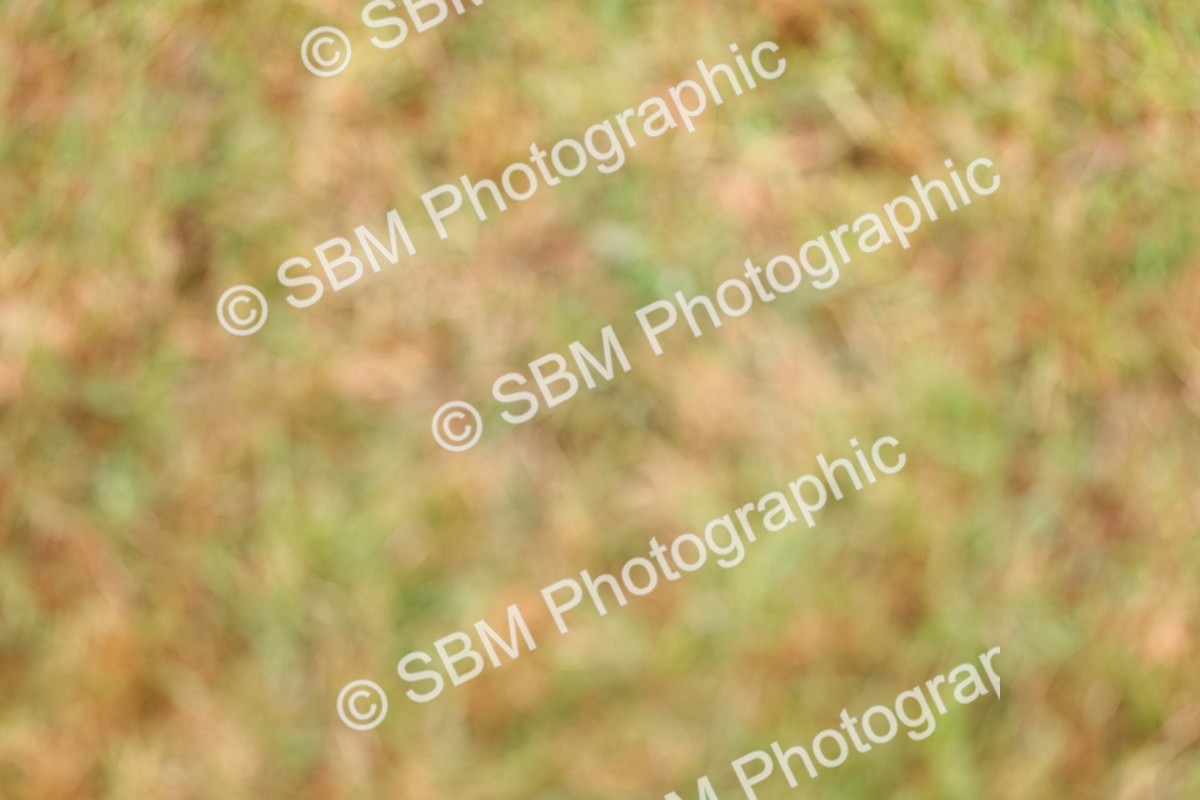 SBM_02681 - Class 9-11 Side Saddle including LIHS Rising Star Ladies Show Horse