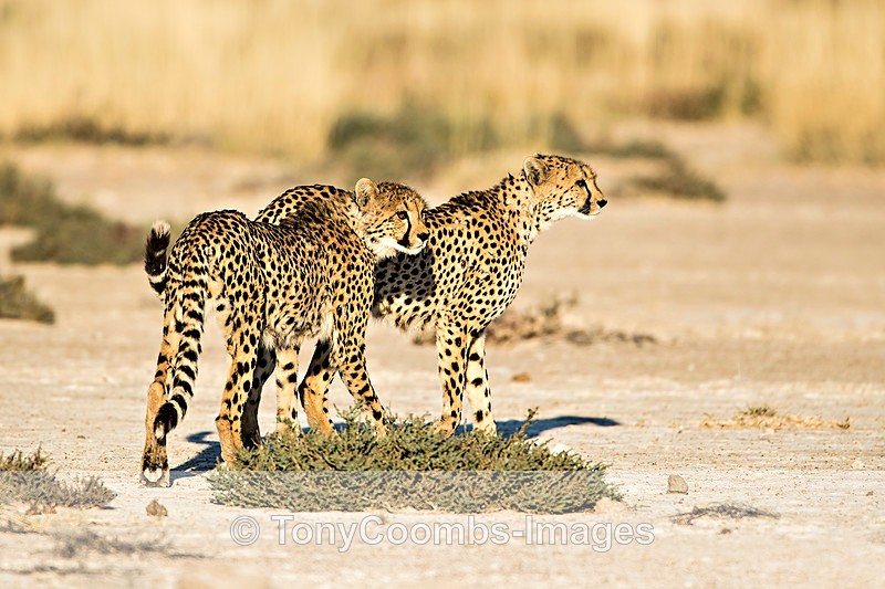 Cheetah - Etosha National Park ~ Mammals