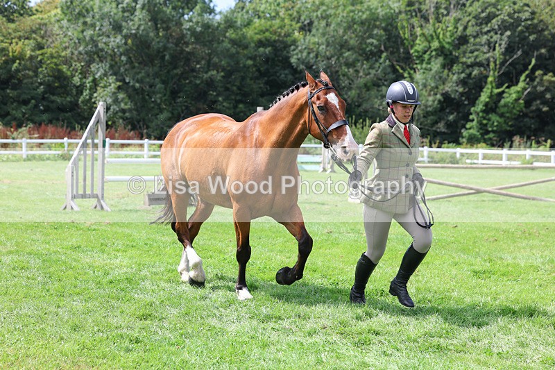 3E7A8784 - Class 5: Working Show Horse