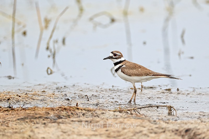 Killdeer at Harns Marsh, Florida - Killdeer