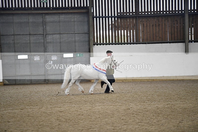 WJ5_5828 - Morning in hand Championship