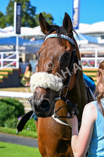 110725-Race 6-Brazen Bolt-0548 - Race 6 5.07pm William Hill Keep Your Raceday Positive Handicap