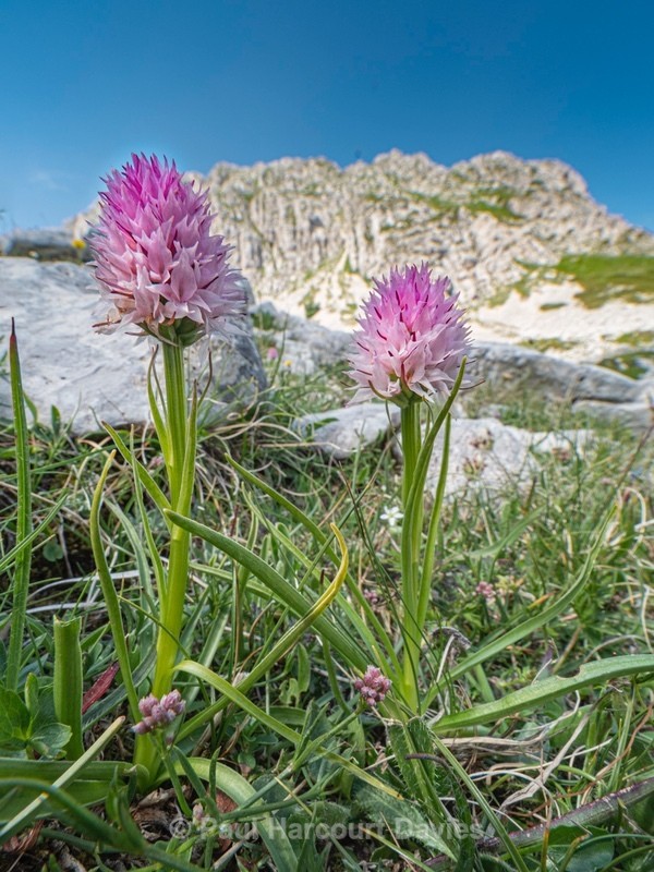Widder's Vanilla orchid (Nigritella widderi syn Gymnadenia widderi) - Wild Orchids 2020