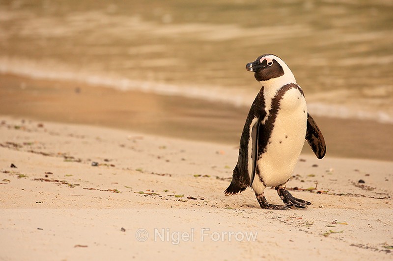 African Penguin on Boulders Beach, South Africa - African Penguin