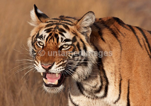Royal bengal tiger - snarling - India