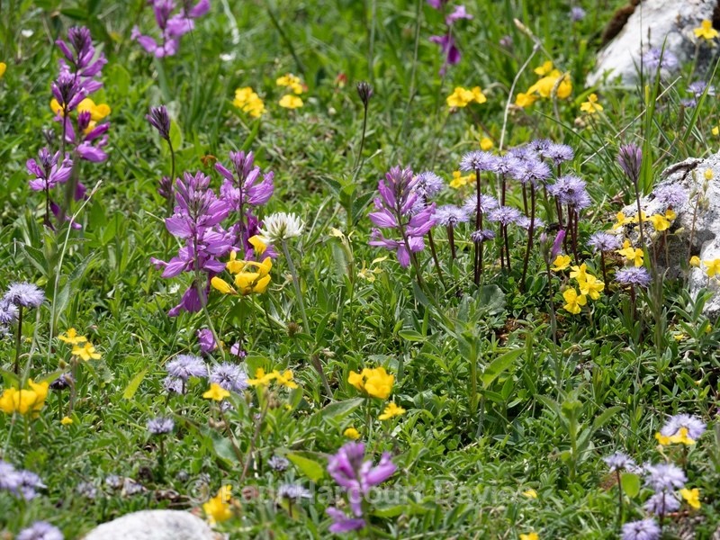 Greater  Milkwort ( Polygala major) - Gargano - Wild Flowers