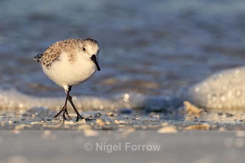 Sanderling walking along shore, Fort De Soto, Florida - Sanderling