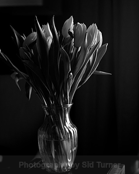  - Flowers and Plants