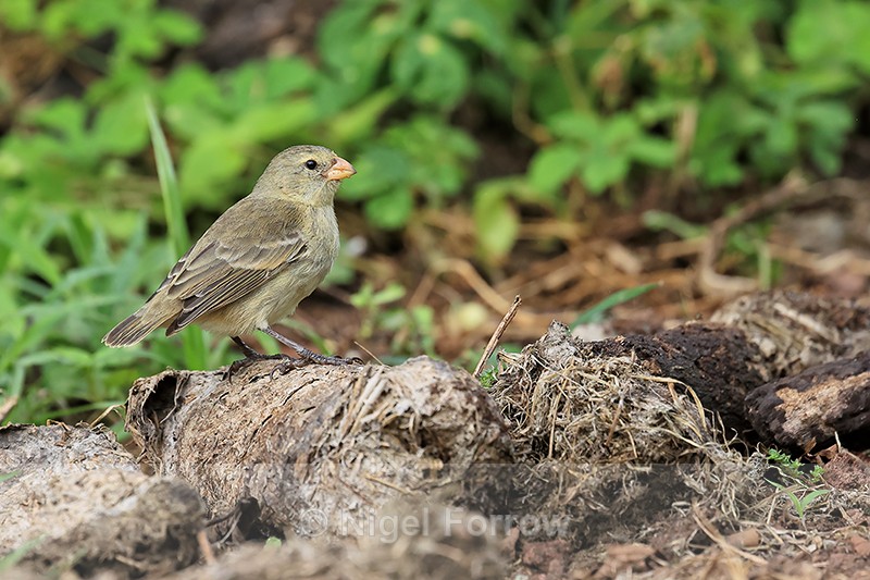 Small Tree-Finch (female), Santa Cruz, Galapagos - Small Tree-Finch