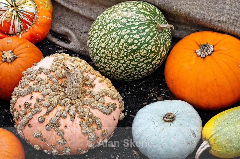 DSC09219 - Autumn