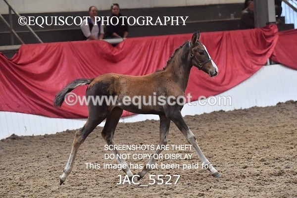 JAC_5527 - 13 Zi Real McCoy