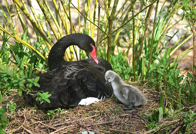 DW51 NEW Black swan with 2 day old cygnet - Greetings Cards Dawlish